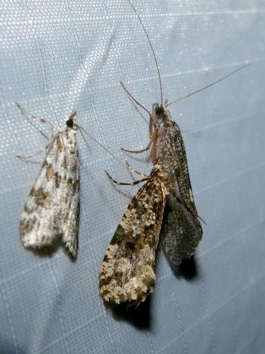 Montescardia tessulatellus